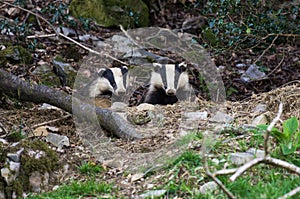 Badger Cubs at sett