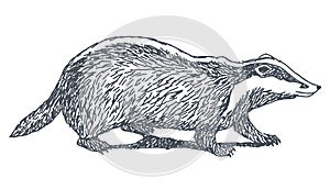 Badger drawing photo