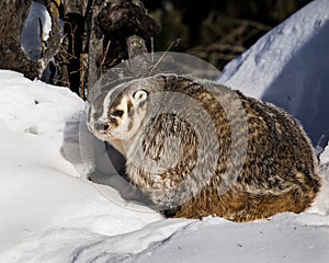 Badger enjoying a sunbath in the cold Montana sun