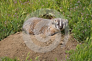 Badger in field sitting on dirt at entrance to den looking at camera