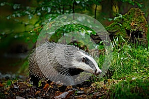 Badger in forest, animal in nature habitat, Germany, Europe. Wild Badger, Meles meles, animal in wood, autumn pine green forest. M