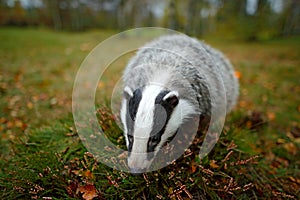 Badger in forest, animal nature habitat, Germany, Europe. Wildlife scene. Wild Badger, Meles meles, animal in wood. European badge