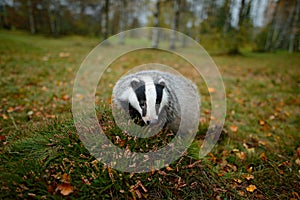 Badger in forest, animal nature habitat, Germany, Europe. Wildlife scene. Wild Badger, Meles meles, animal in wood. European badge