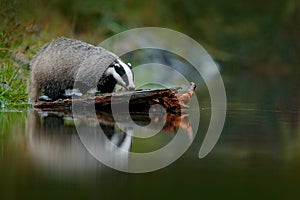 Badger in forest, animal nature habitat, Germany, Europe. Wildlife scene. Wild Badger, Meles meles, animal in wood. European badge