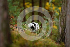 Badger in forest, animal nature habitat, Germany, Europe. Wildlife scene. Wild Badger, Meles meles, animal in wood. European badge