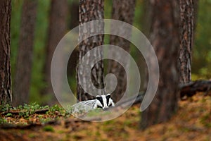 Badger in forest, animal nature habitat, Germany, Europe. Wildlife scene. Wild Badger, Meles meles, animal in wood. European badge