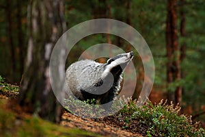 Badger in forest, animal nature habitat, Germany, Europe. Wildlife scene. Wild Badger, Meles meles, animal in wood. European badge