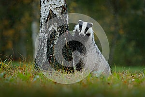 Badger in forest, animal nature habitat, Germany. Wildlife scene. Wild Badger, Meles meles, animal in wood. European badger, autum