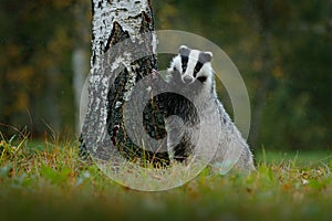 Badger in forest, animal nature habitat, Germany. Wildlife scene. Wild Badger, Meles meles, animal in wood. European badger, autum photo