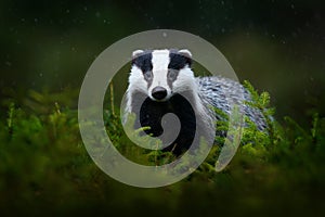 Badger in the green forest. Cute Mammal in environment, rainy day, Germany, Europe. Wild Badger, Meles meles, animal in the wood