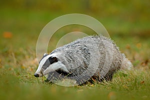 Badger in green grass, animal nature habitat, Germany, Europe. Wildlife scene. Wild Badger, Meles meles, animal in wood. European