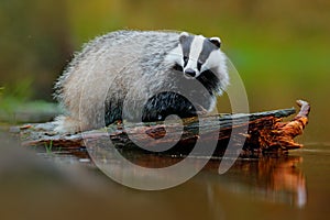 Badger in lake water, animal nature habitat, Germany, Europe. Wildlife scene. Wild Badger, Meles meles, animal in wood. European b photo