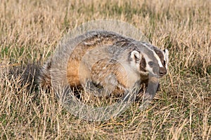 Badger with long claws