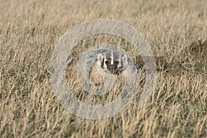 Badger looking forward on alert