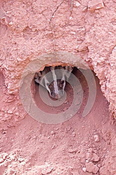 A Badger Looks Out of Burrow