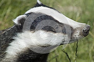 Badger - Meles meles photo