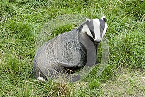 Badger - Meles meles photo