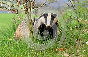 Badger Meles meles
