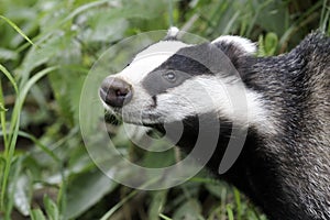 Badger, Meles meles