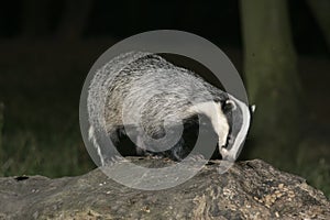 Badger, Meles meles