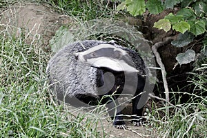 Badger, Meles meles