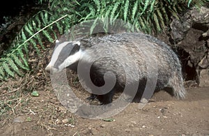 Badger, Meles meles