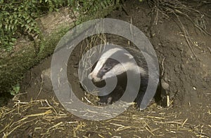 Badger, Meles meles