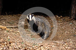 Badger, Meles meles