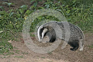 Badger, Meles meles