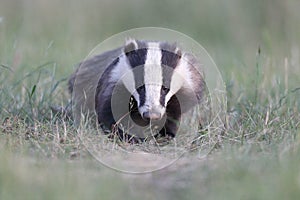 Badger, Meles meles