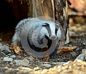 Badger in nature