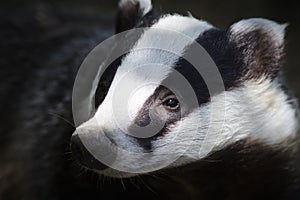 Badger