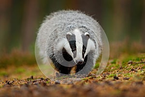 Badger running in forest, animal nature habitat, Germany, Europe. Wildlife scene. Wild Badger, Meles meles, animal in wood. Europe