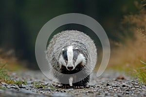 Badger running in forest road.