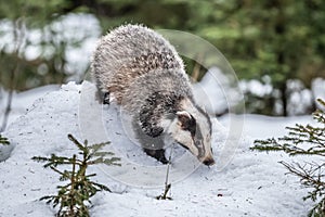 Tasso correre la neve Europa ceco 