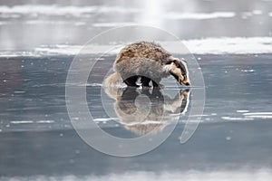 Badger running in snow, winter scene with badger