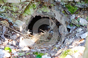 Badger`s den with nesting at the entrance