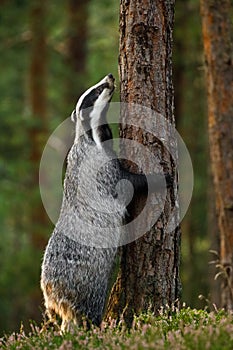 Badger`s hug. European badger, Meles meles, stands on back legs and sniffing tree cortex. Hungry beast looking for food