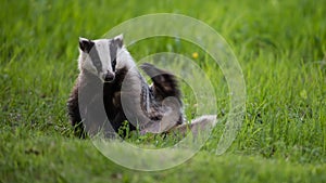 Badger scratching his back with a green background
