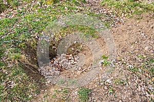 Badger setts at the ground
