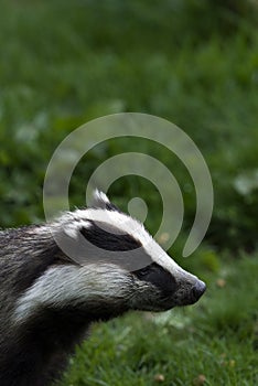 Badger sniffing