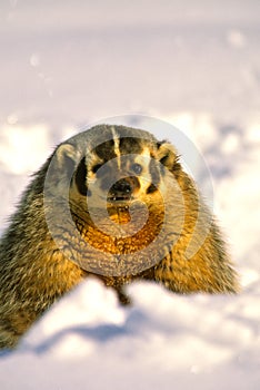 Badger in Snow