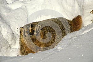 Badger in Snow