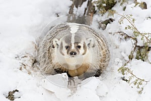 Badger In The Snow