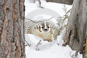 Badger In The Snow