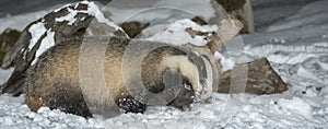 Badger in snow