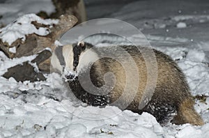 Badger in snow