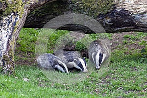 Badger sow and cubs