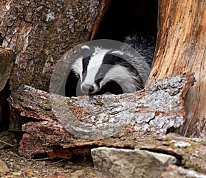 Badger