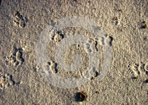 Badger - tracks in the snow